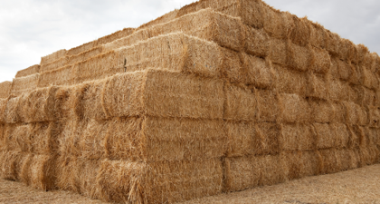 Hay bales piled in a field