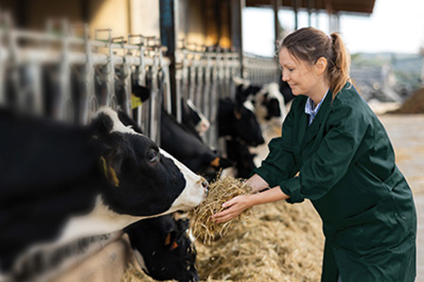 woman feeding cow