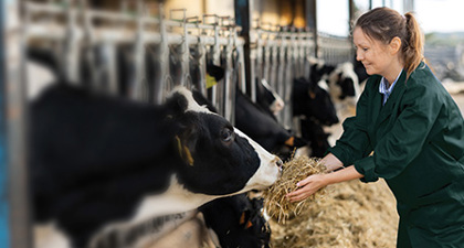 Women Feeding Hay To Cows In A Stall