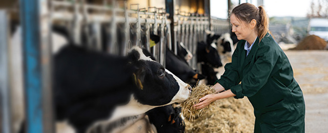 Women Feeding Hay To Cows In A Stall