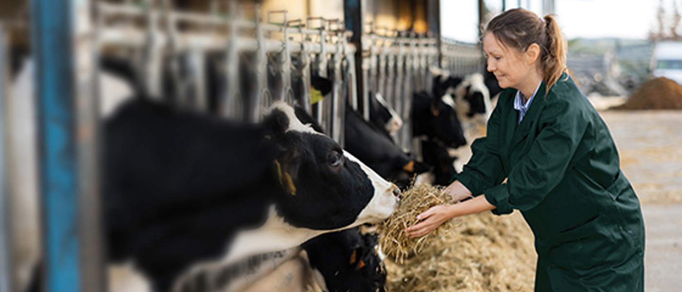 Women Feeding Hay To Cows In A Stall
