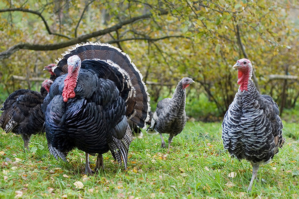 Turkeys In A Field