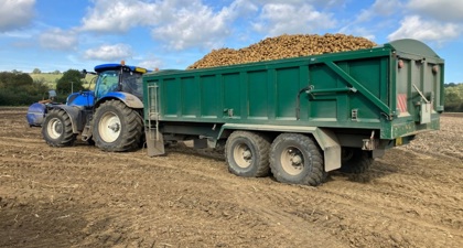 A blue tractor pulling a trailer full of potatoes across a field
