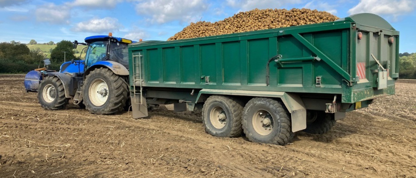 A blue tractor pulling a trailer full of potatoes across a field