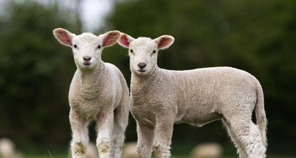 Two lambs in a field
