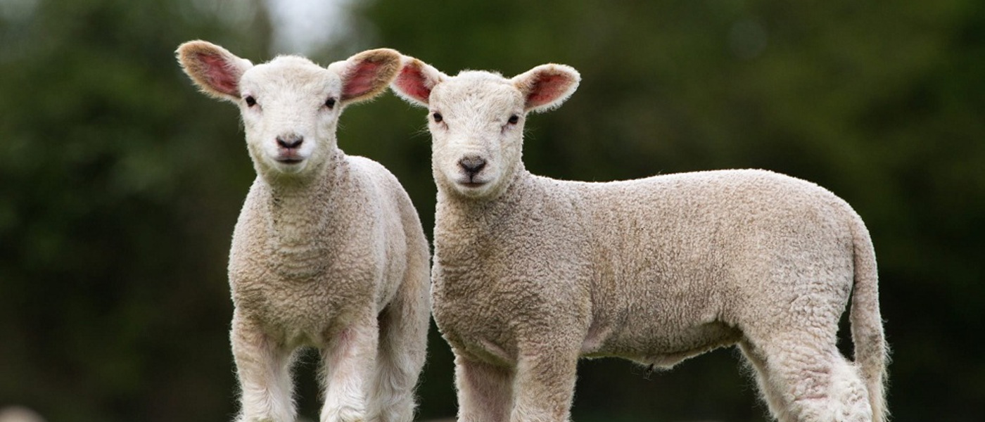 Two lambs in a field